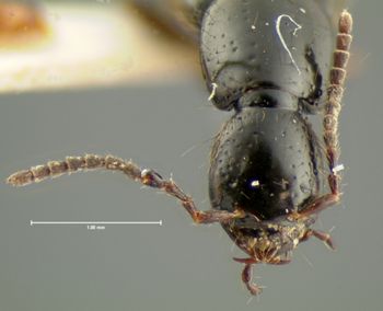 Media type: image;   Entomology 33377 Aspect: head frontal view